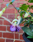 Fuchsia Basket - 25cm HB