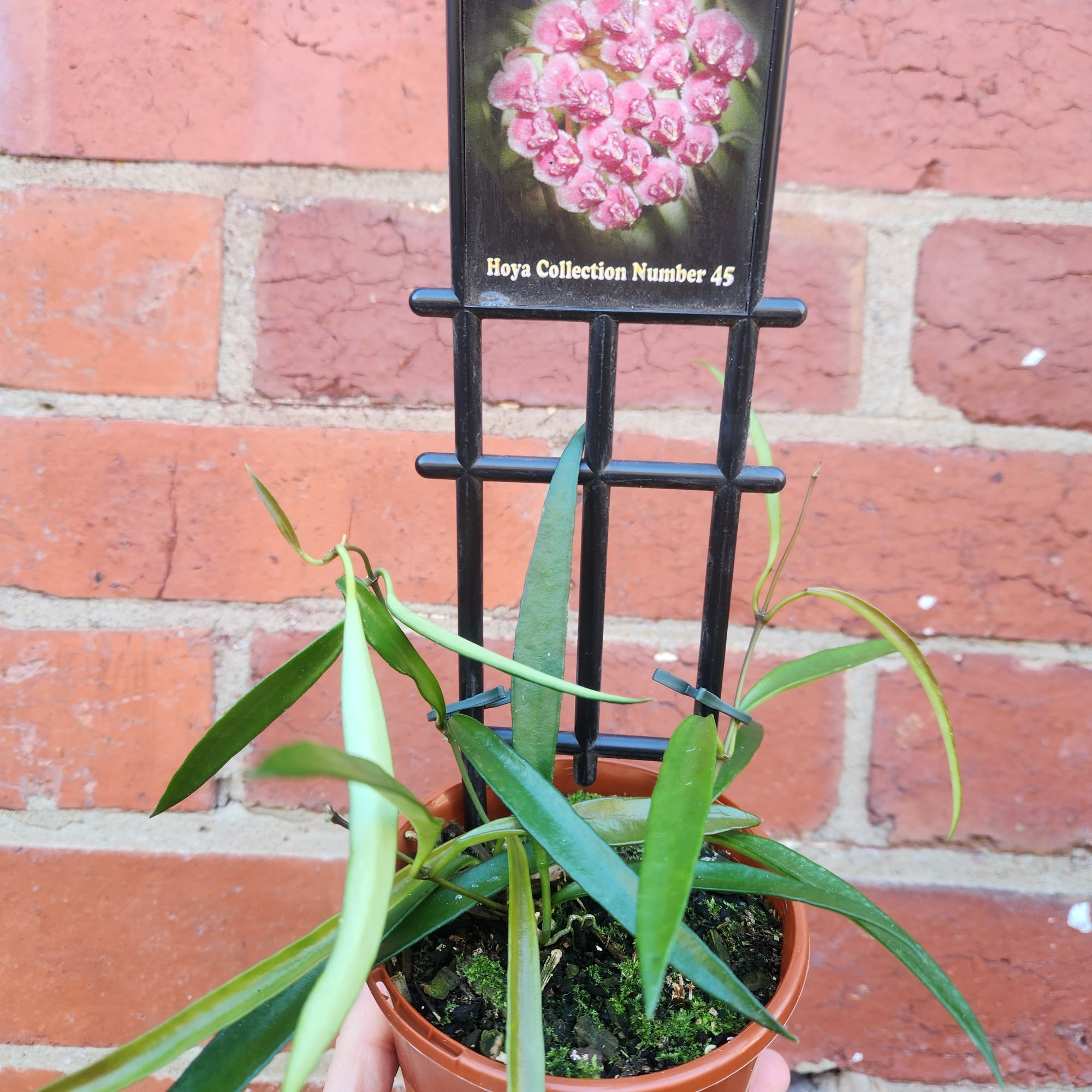 Hoya - Kentiana (no. 45) - 10cm pot