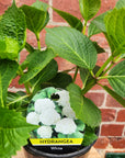 Hydrangea Macrophylla White - 18cm pot