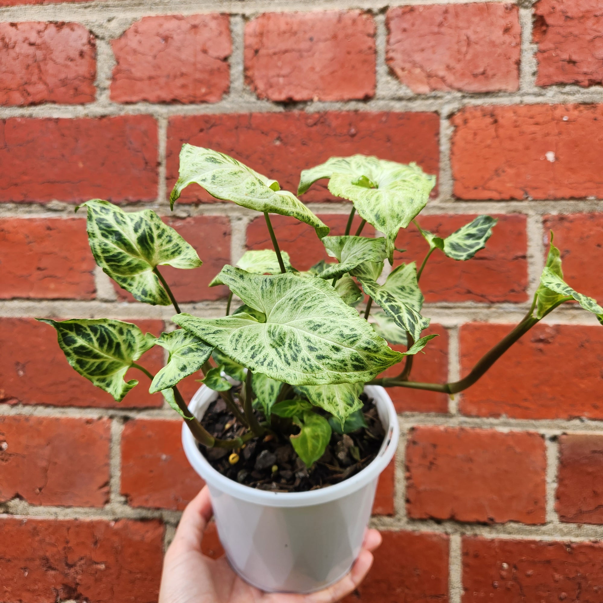 Syngonium Batik - 13cm pot
