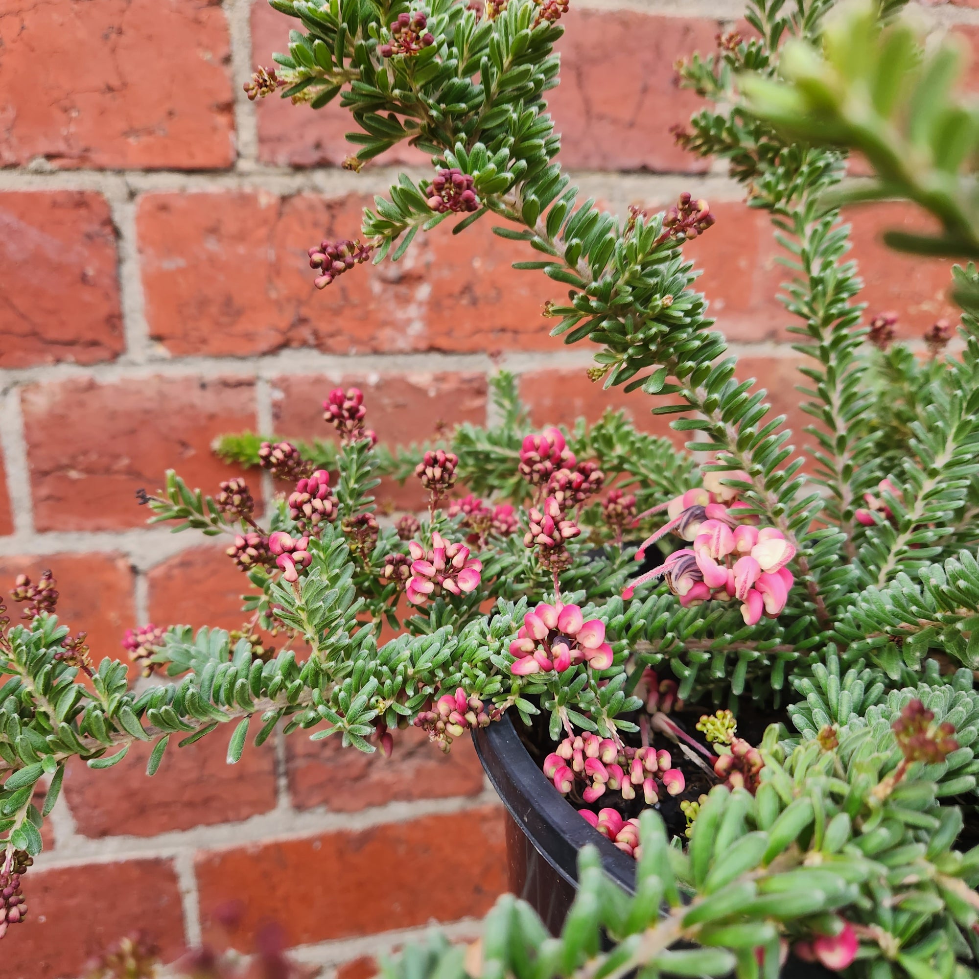 Grevillea Mt Tamboritha - 20cm pot