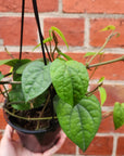 Betel Leaves Plant (Piper Crocatum Celebes Pepper) - Edible - 13cm pot