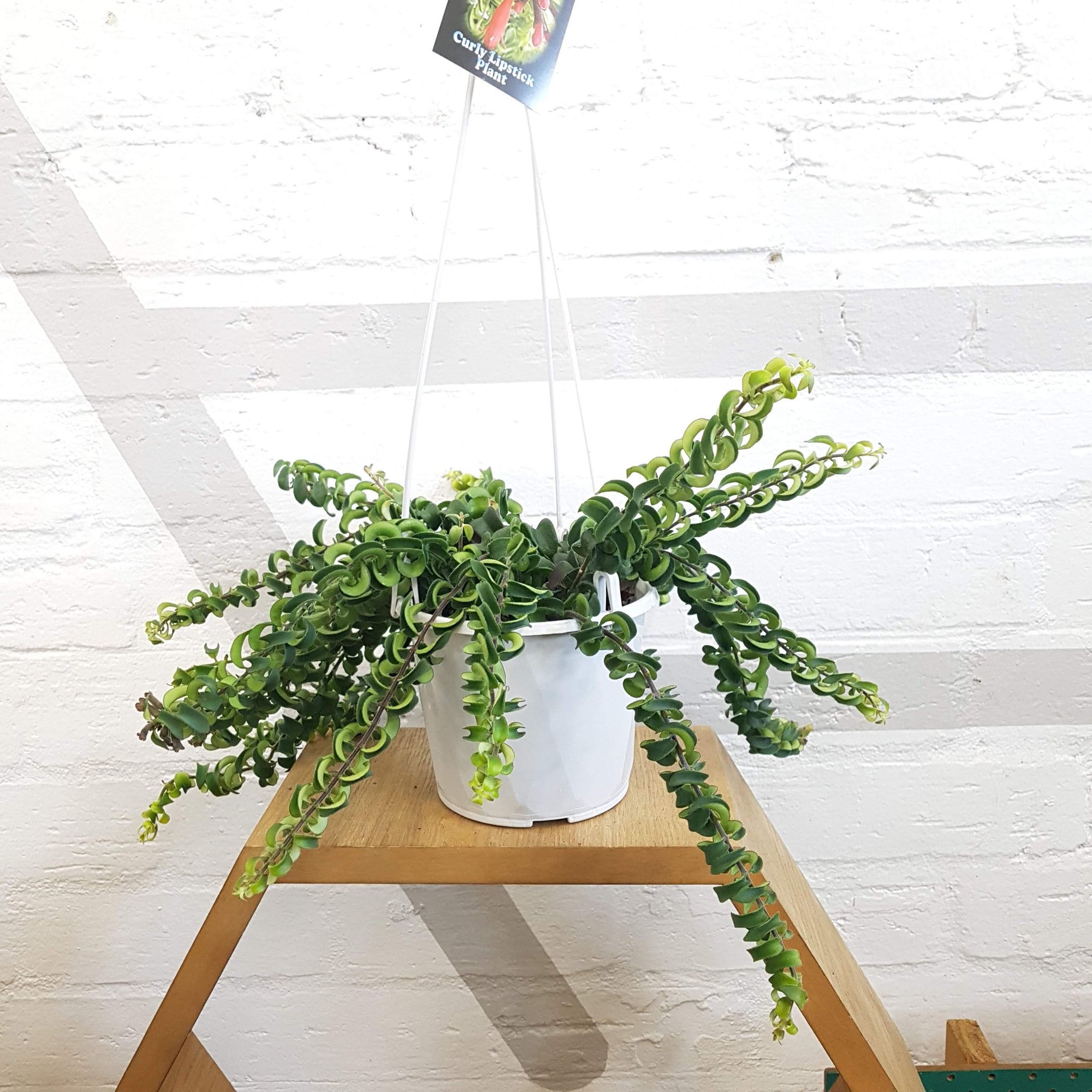 Curly Lipstick Plant (Aeschynanthus radicans) - FOLIA house