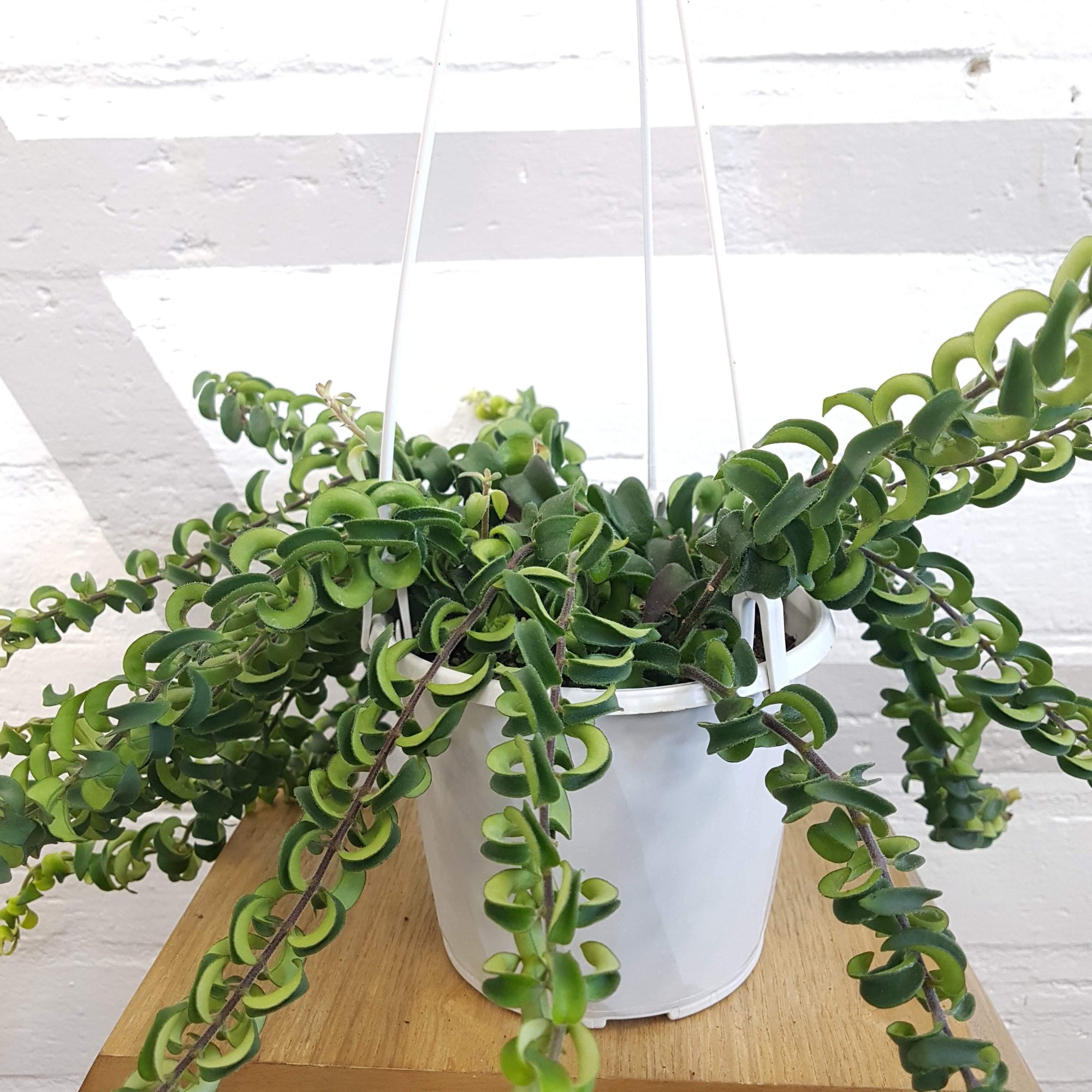 Curly Lipstick Plant (Aeschynanthus radicans) - FOLIA house