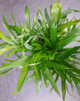 Cascade Palm (Chamaedorea atrovirens) - FOLIA house