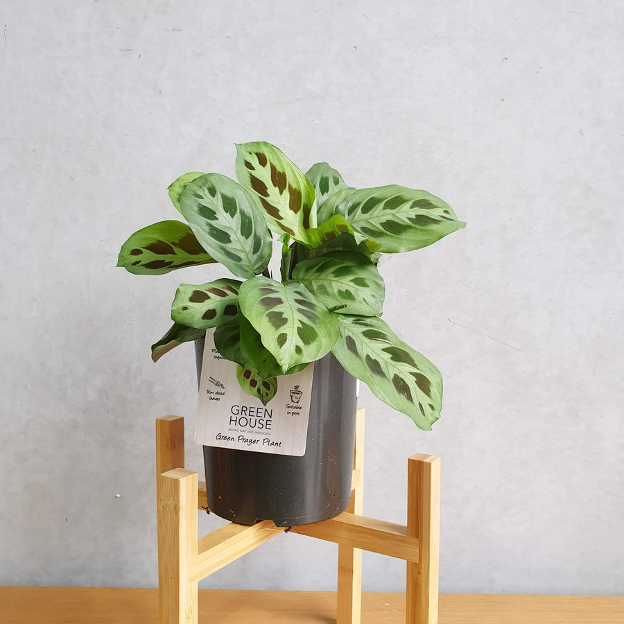 Green Prayer plant (Maranta leuconeura) - 17cm pot