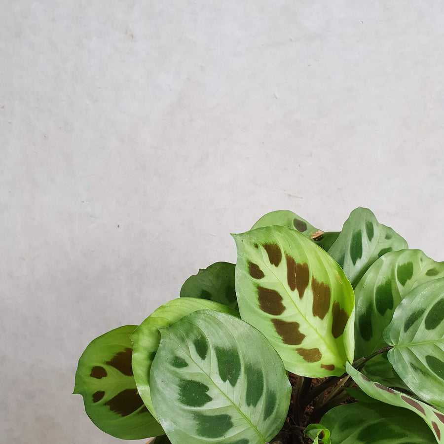 Green Prayer plant (Maranta leuconeura) - 17cm pot