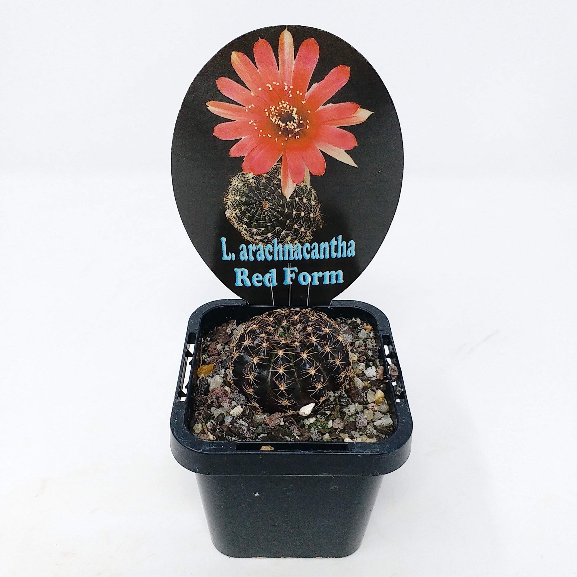 L. arachnacantha Red Form