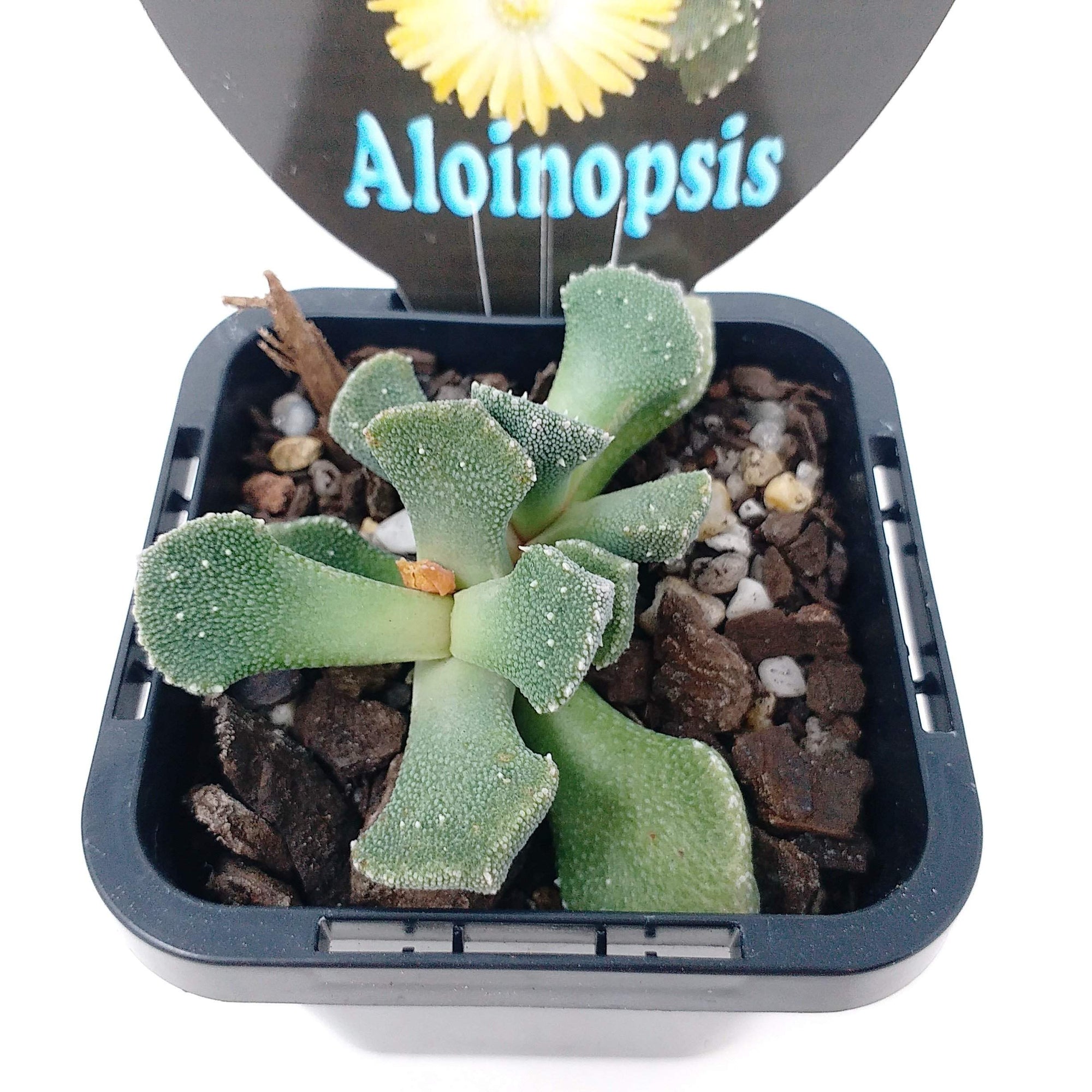 Aloinopsis