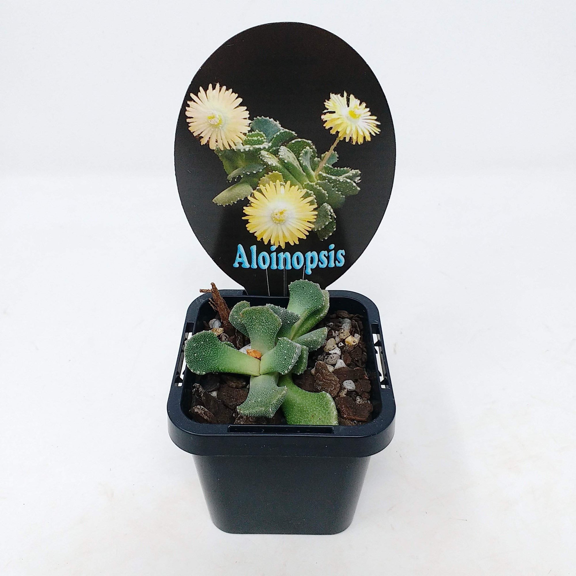 Aloinopsis
