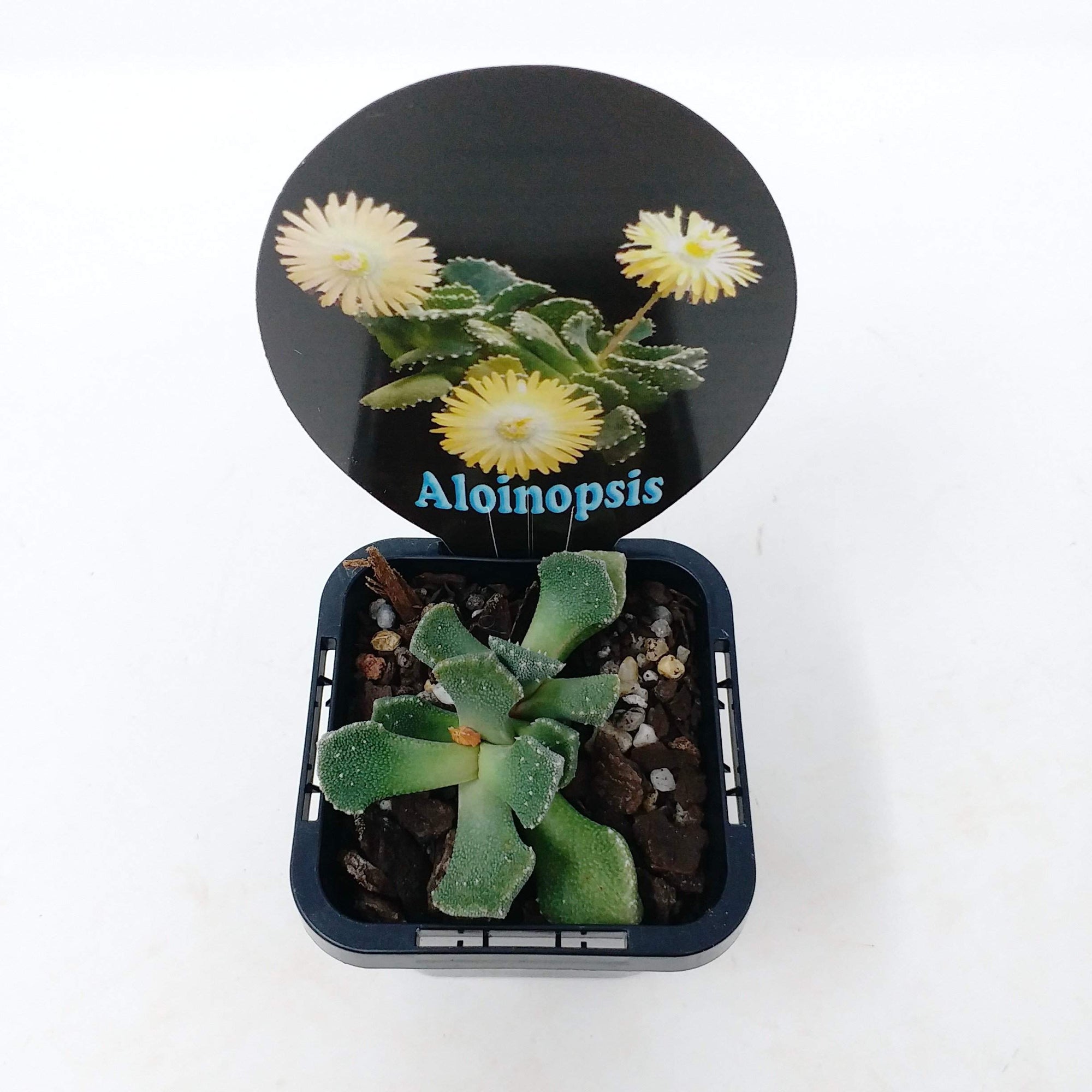 Aloinopsis