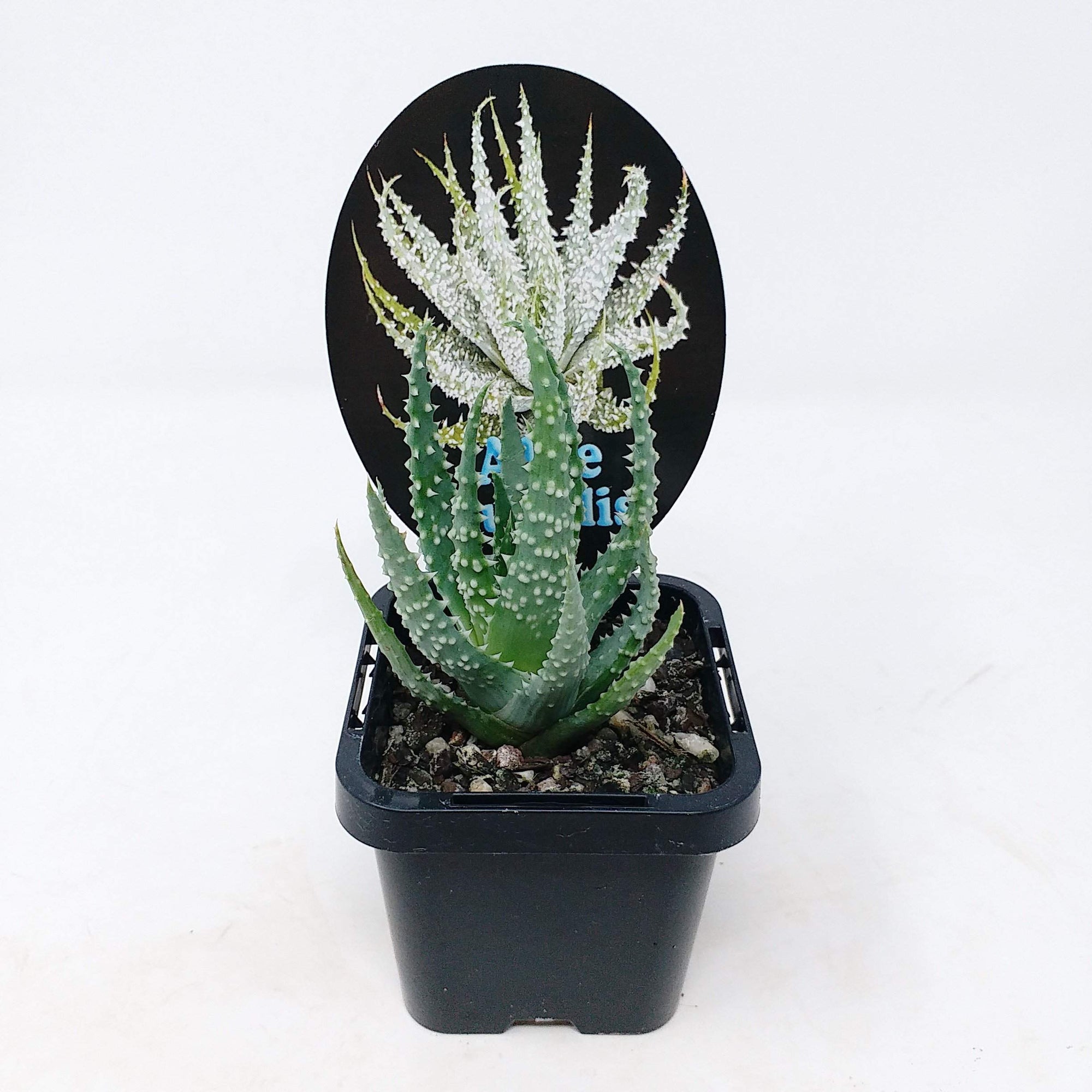 Aloe humilis