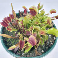 Venus Fly traps (Carnivorous Plant) - 10cm Pot
