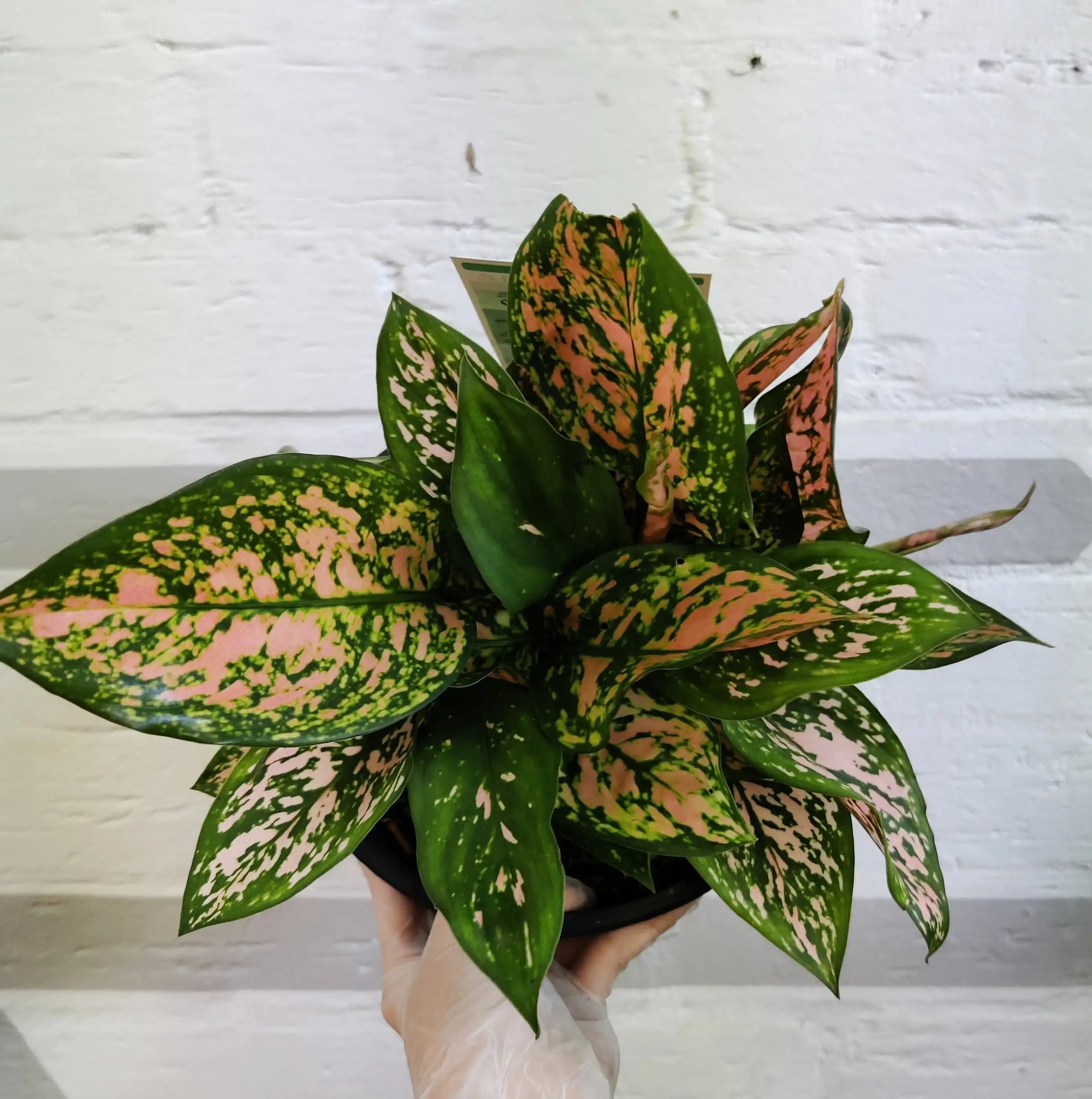 Aglaonema Lady Valentine - 20cm pot Folia House