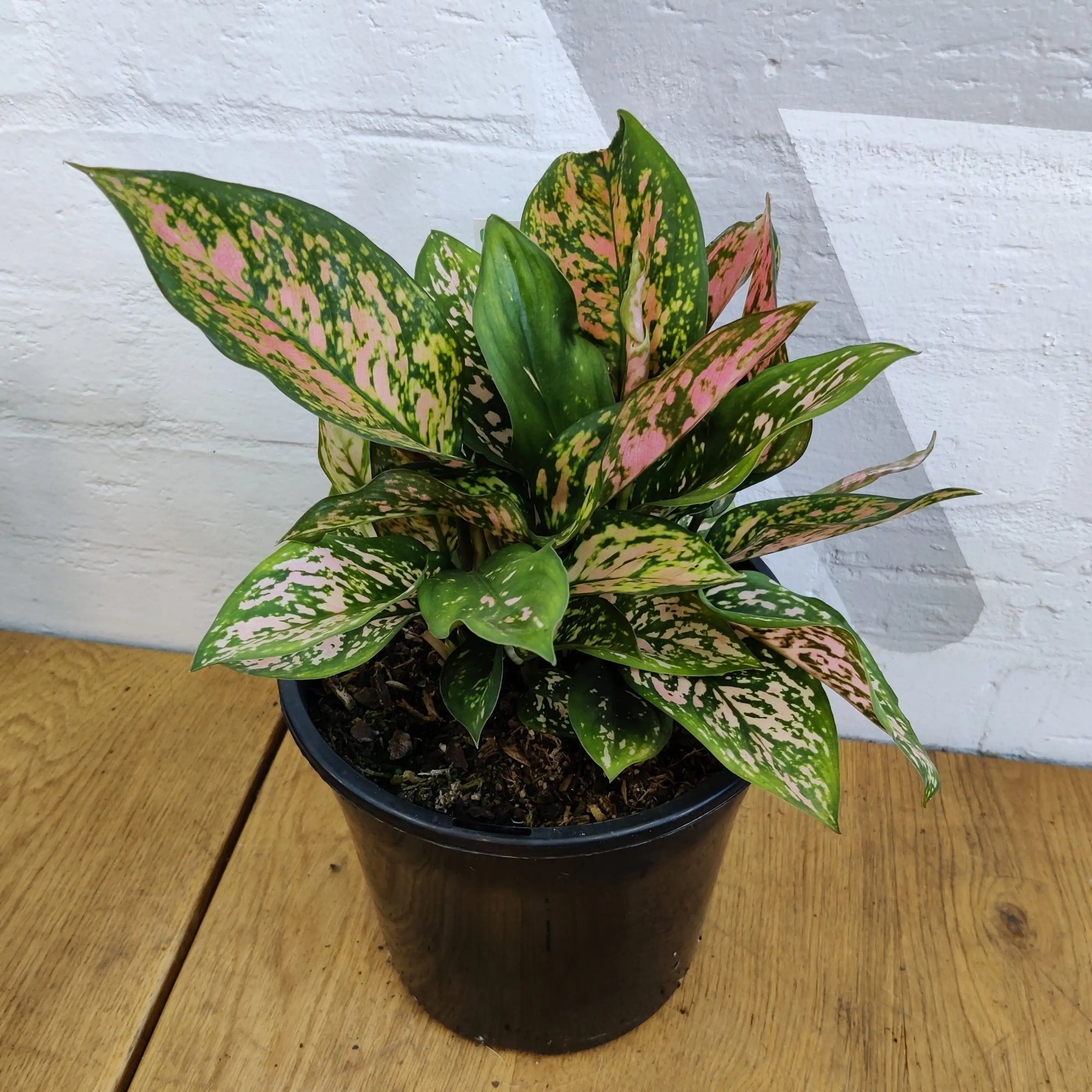 Aglaonema Lady Valentine - 20cm pot Folia House