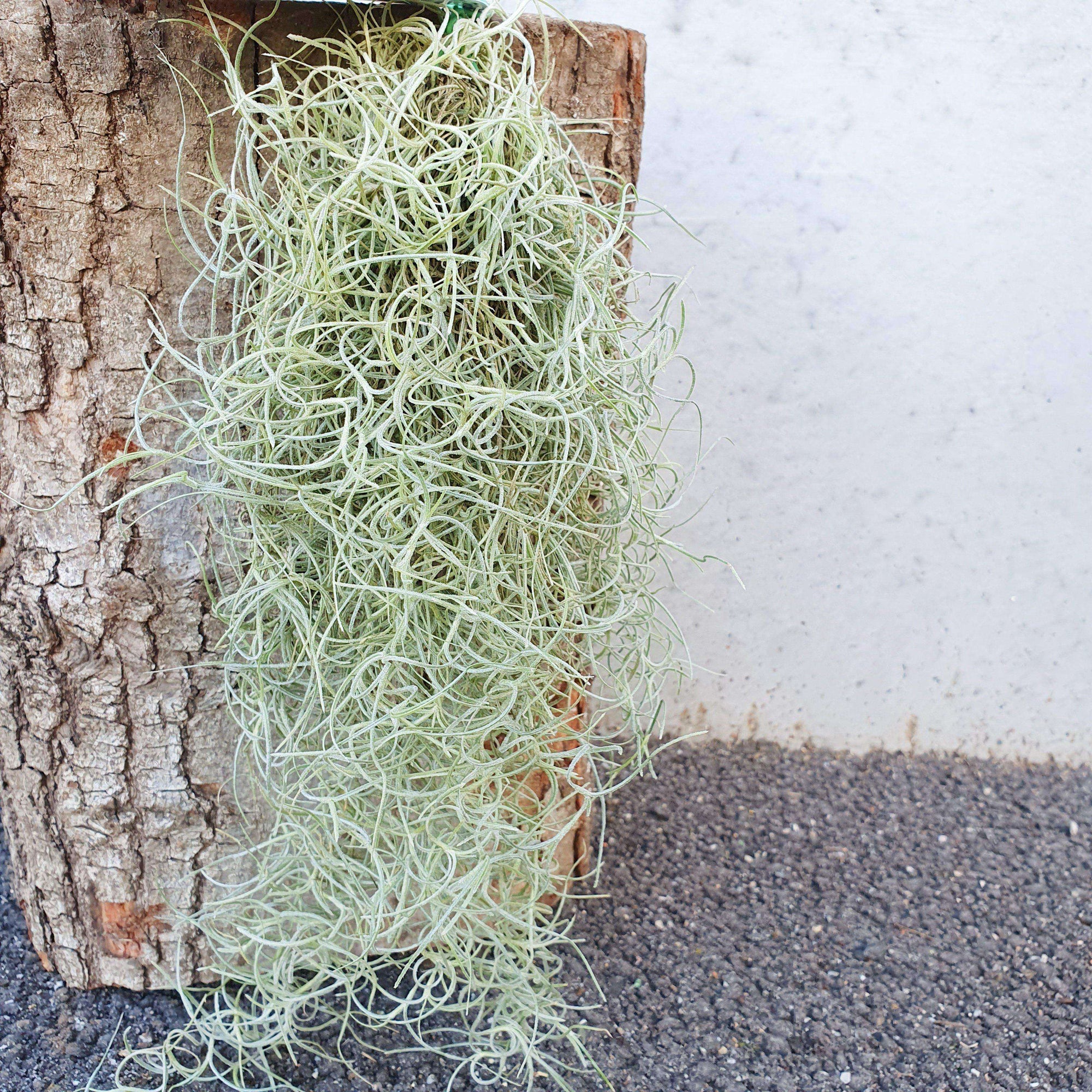 Air plant - Spanish Moss (Large) Folia House