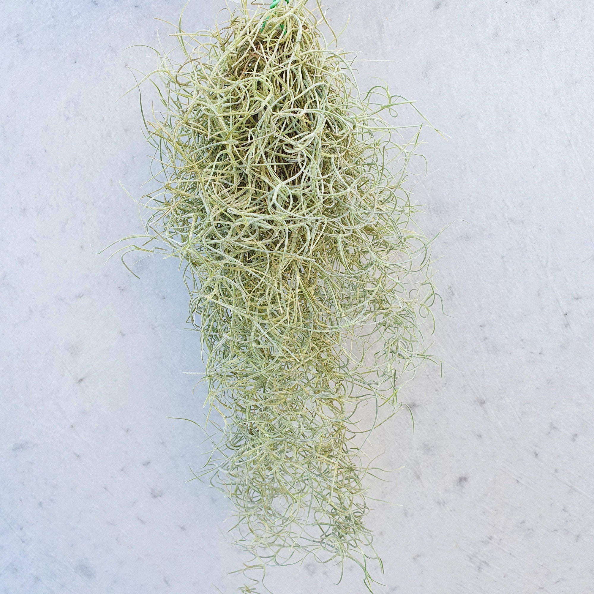 Air plant - Spanish moss (Small) Folia House