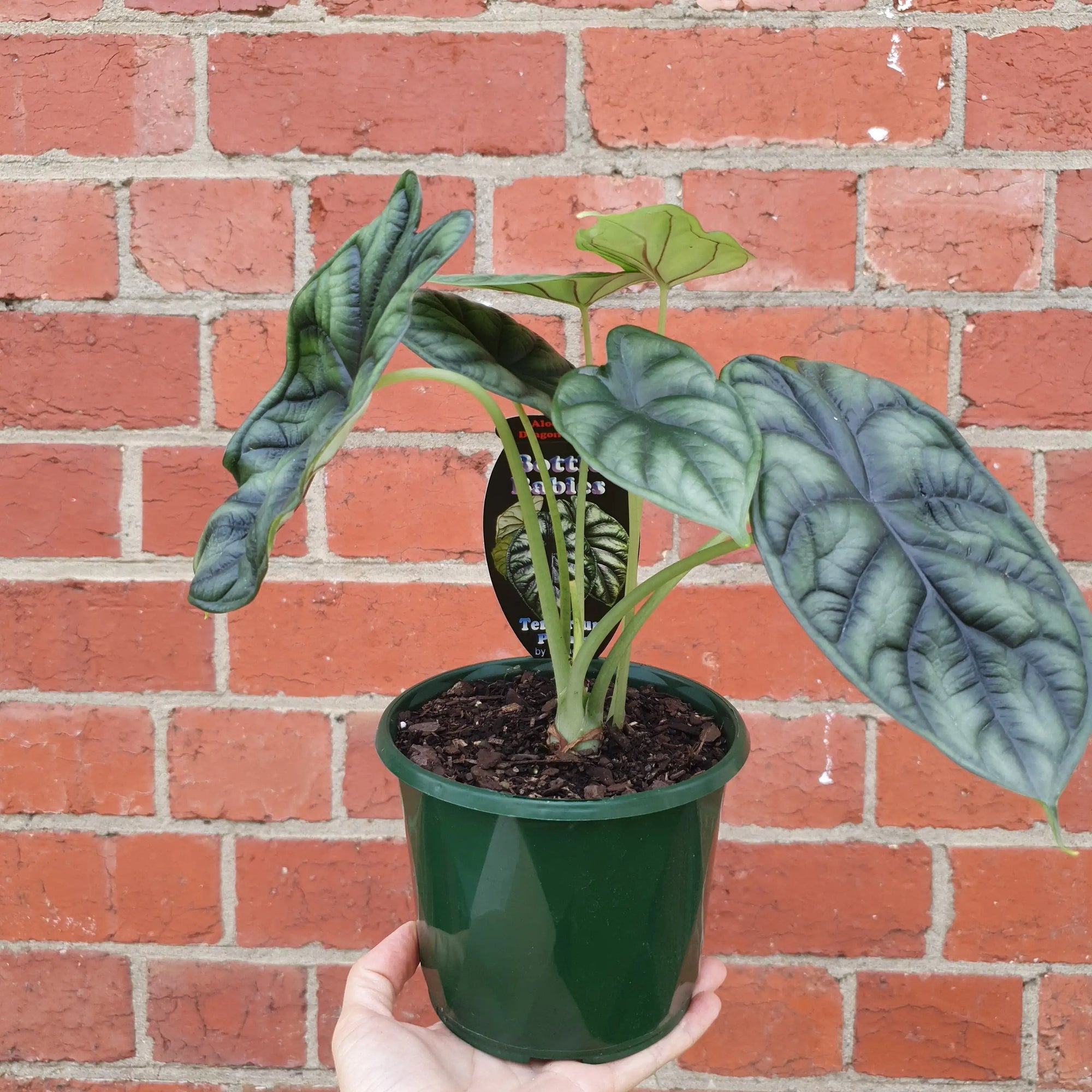 Alocasia Baginda Dragon Scale - 13cm Pot Folia House