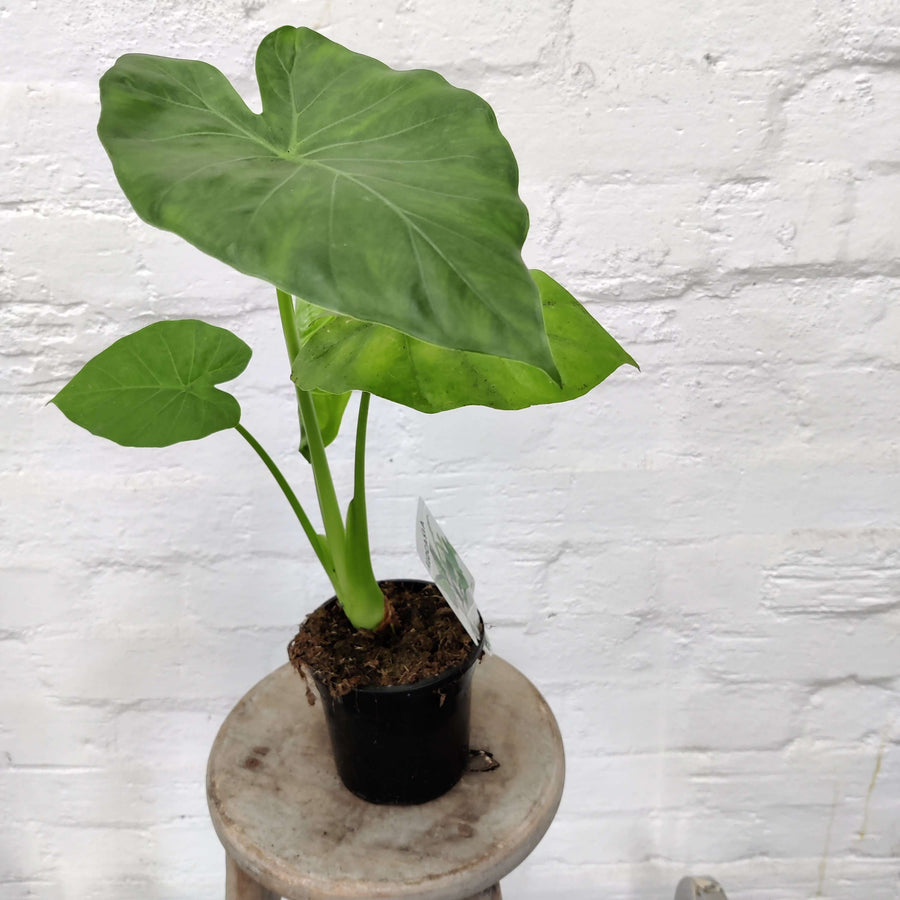Alocasia Macrorhizzos - 12cm Pot Folia House