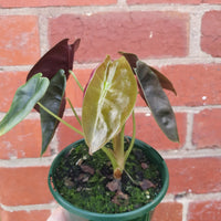 Alocasia Red Secret - 13cm Pot Folia House