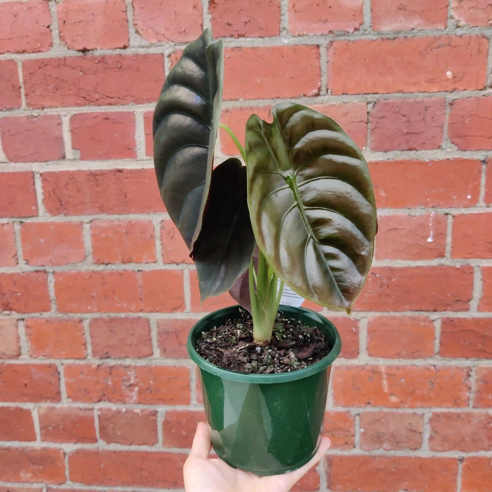 Alocasia Red Secret - 13cm Pot Folia House