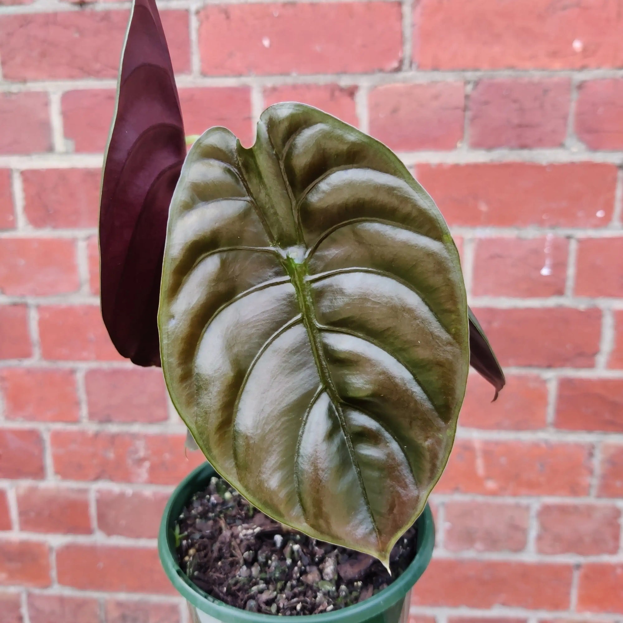 Alocasia Red Secret - 13cm Pot Folia House