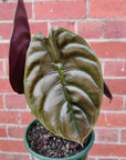 Alocasia Red Secret - 13cm Pot Folia House