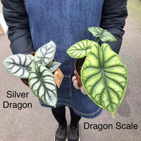 Alocasia Silver Dragon - 12cm Pot Folia House