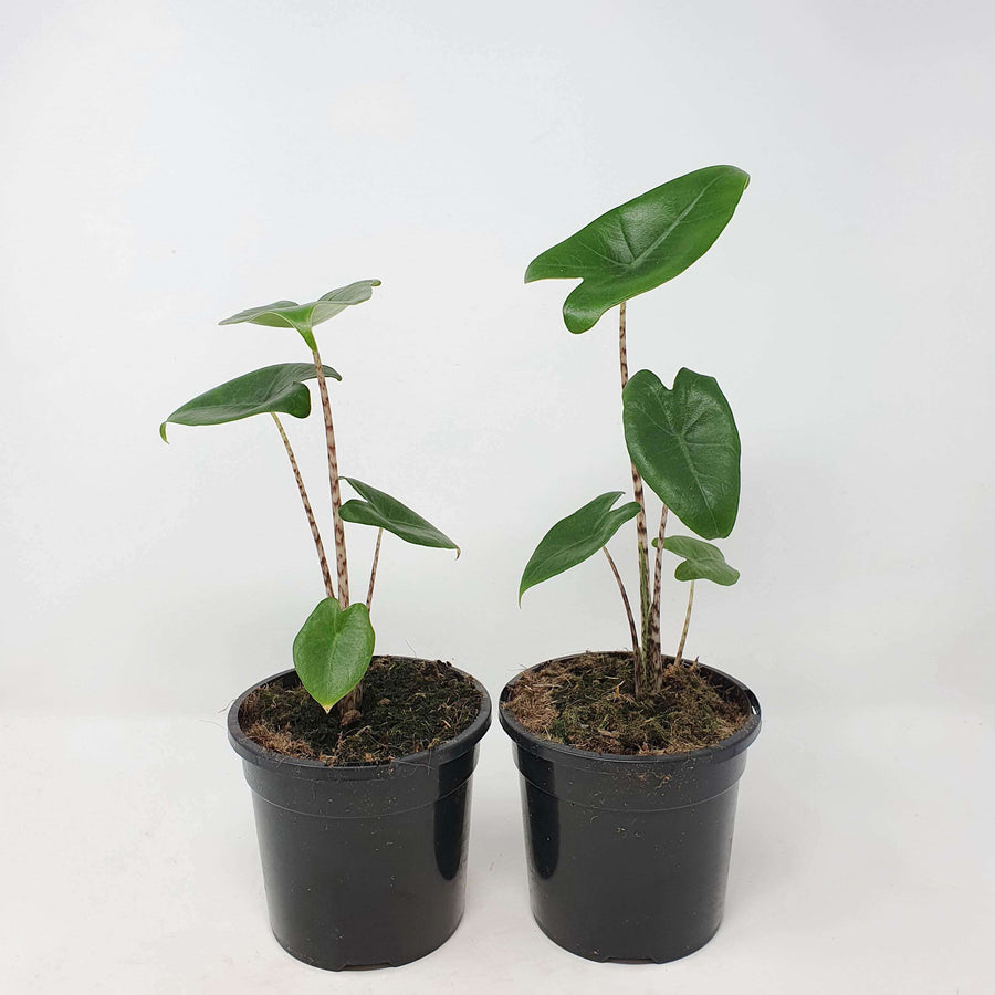 Alocasia Zebrina - 12cm Pot Folia House