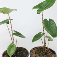 Alocasia Zebrina - 12cm Pot Folia House