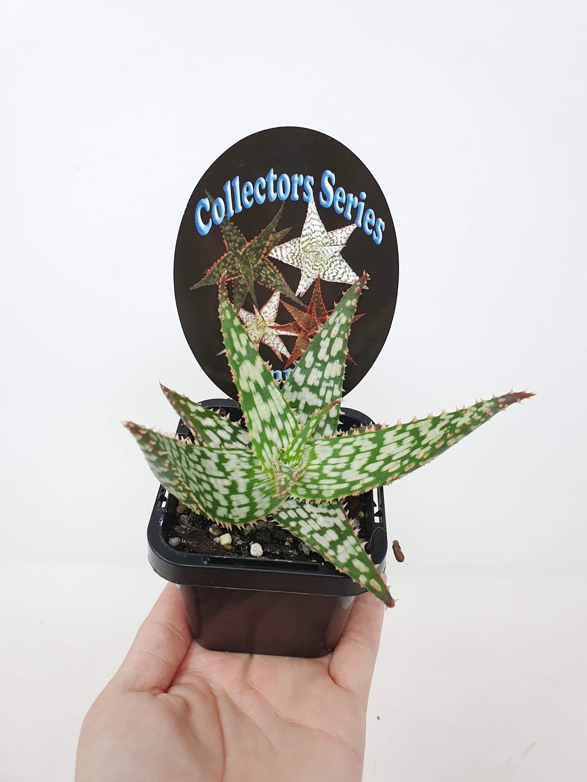 Aloe Fantasy Folia House