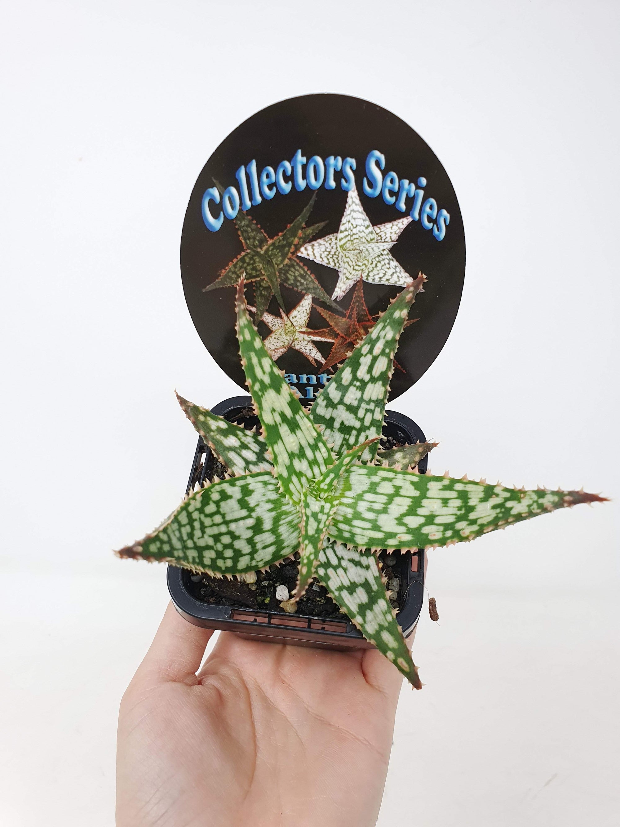 Aloe Fantasy Folia House