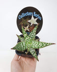 Aloe Fantasy Folia House