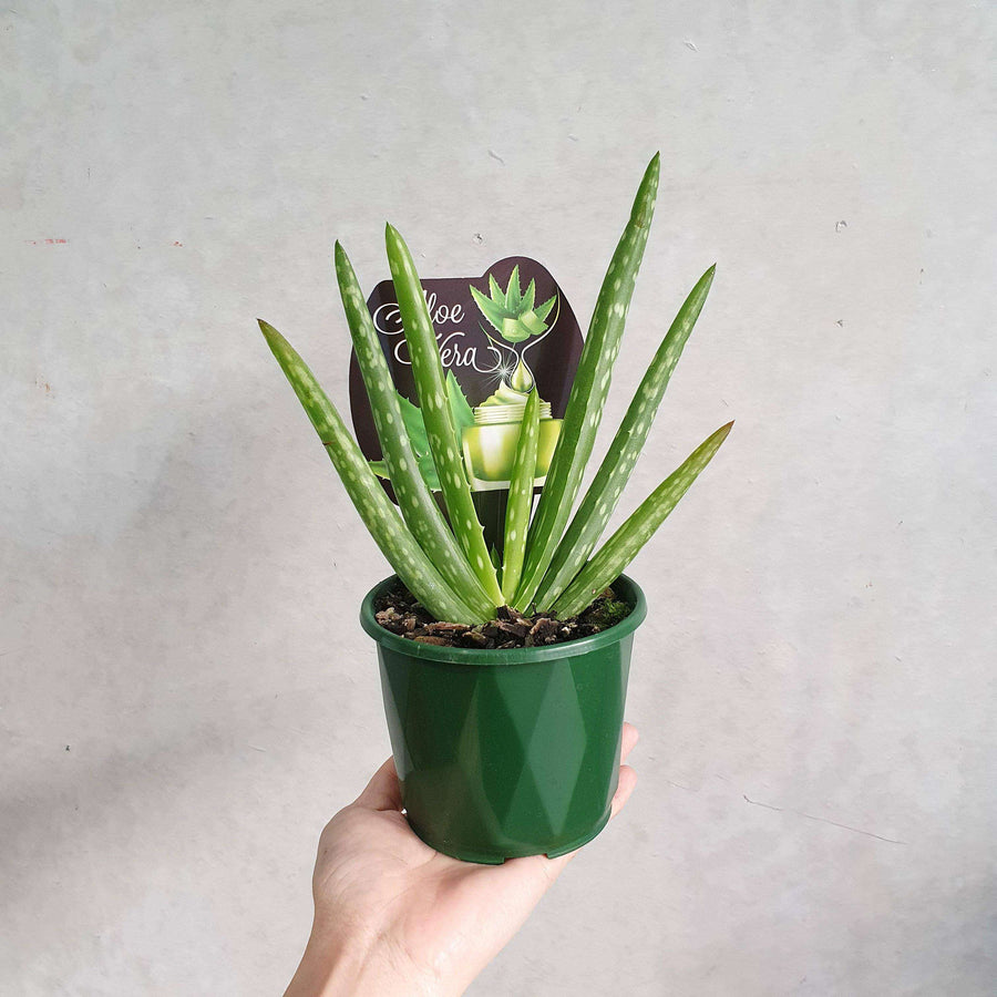 Aloe Vera - 10cm Pot Folia House