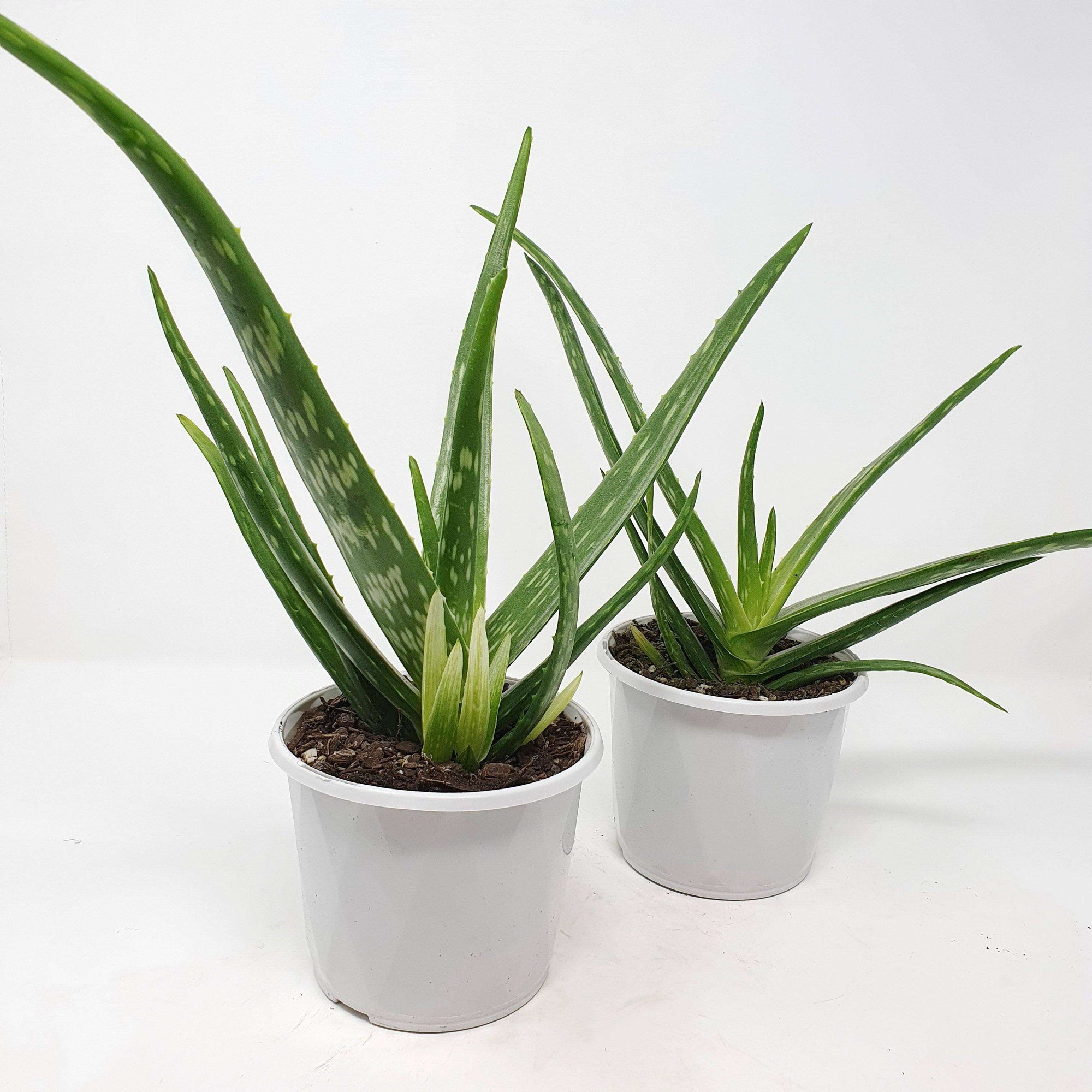 Aloe Vera - 13cm Pot Folia House