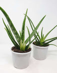 Aloe Vera - 13cm Pot Folia House