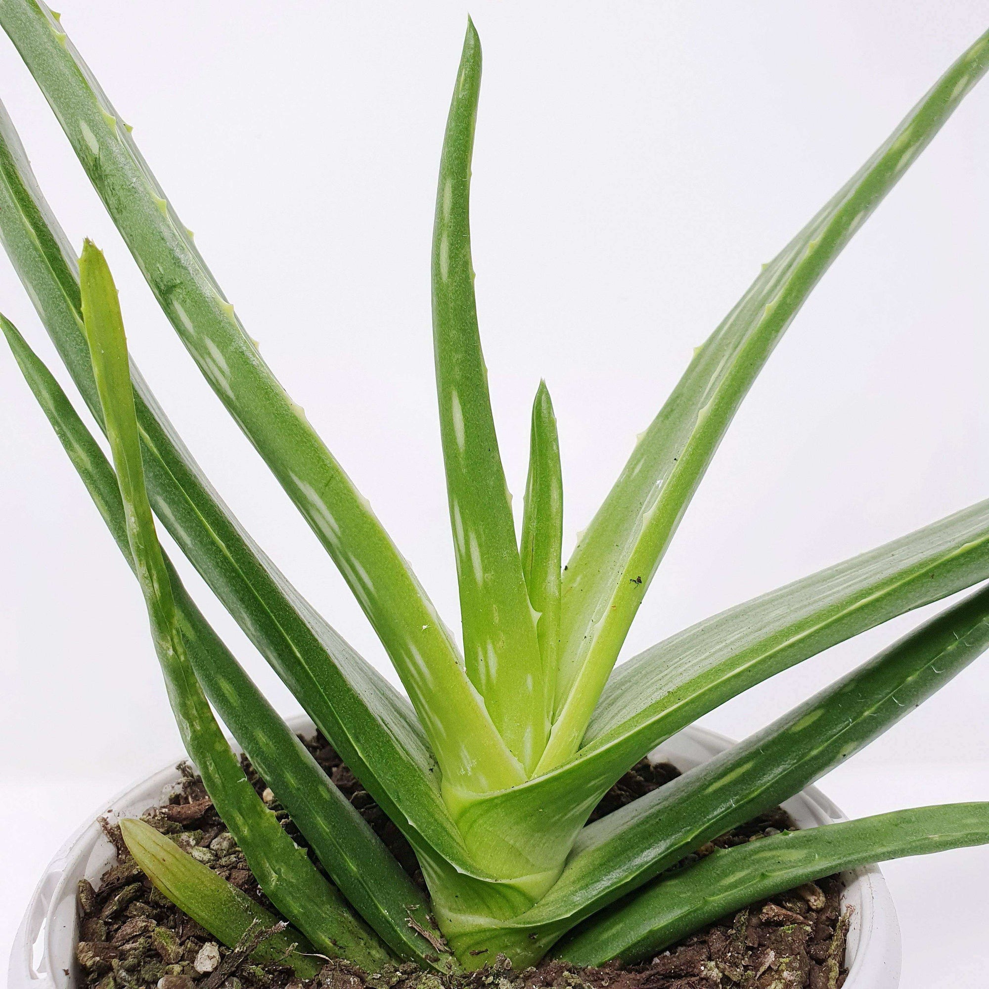 Aloe Vera - 13cm Pot Folia House