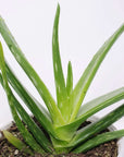 Aloe Vera - 13cm Pot Folia House