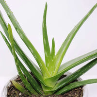 Aloe Vera - 13cm Pot Folia House