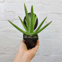 Aloe Vera - 7cm pot Folia House