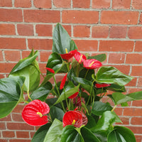 Anthurium - Red heart - 27cm pot Folia House