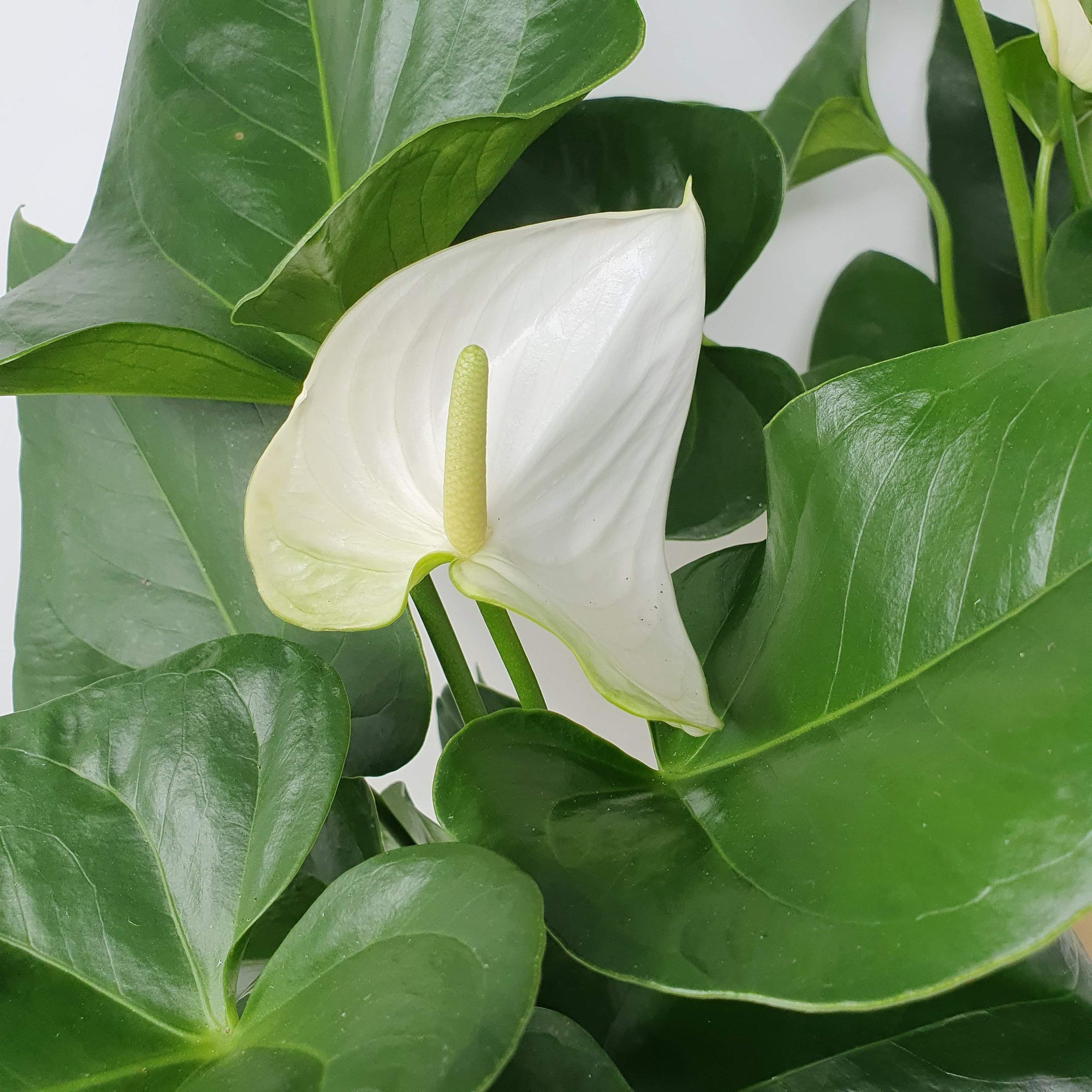 Anthurium - White heart Folia House