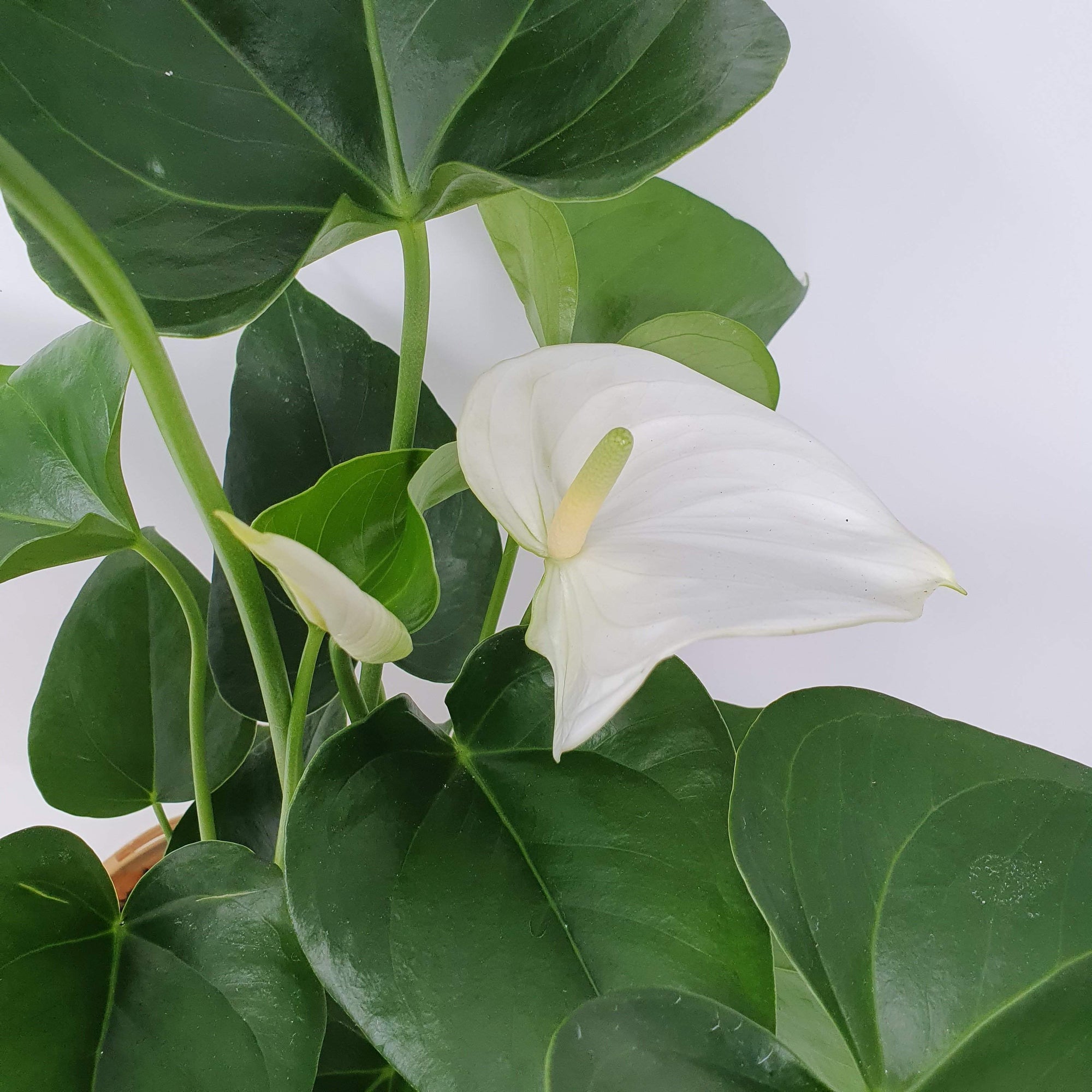 Anthurium - White heart Folia House