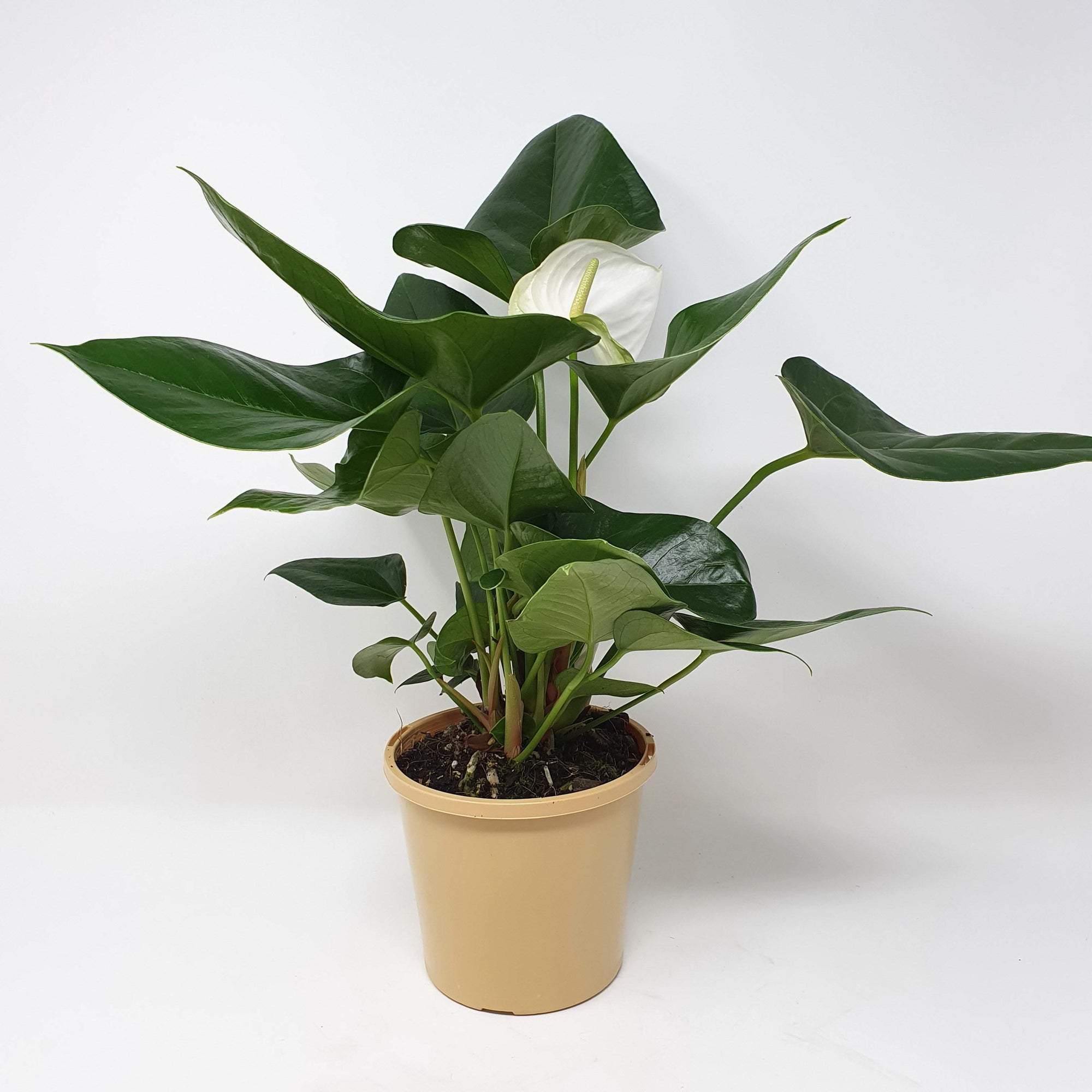 Anthurium - White heart Folia House