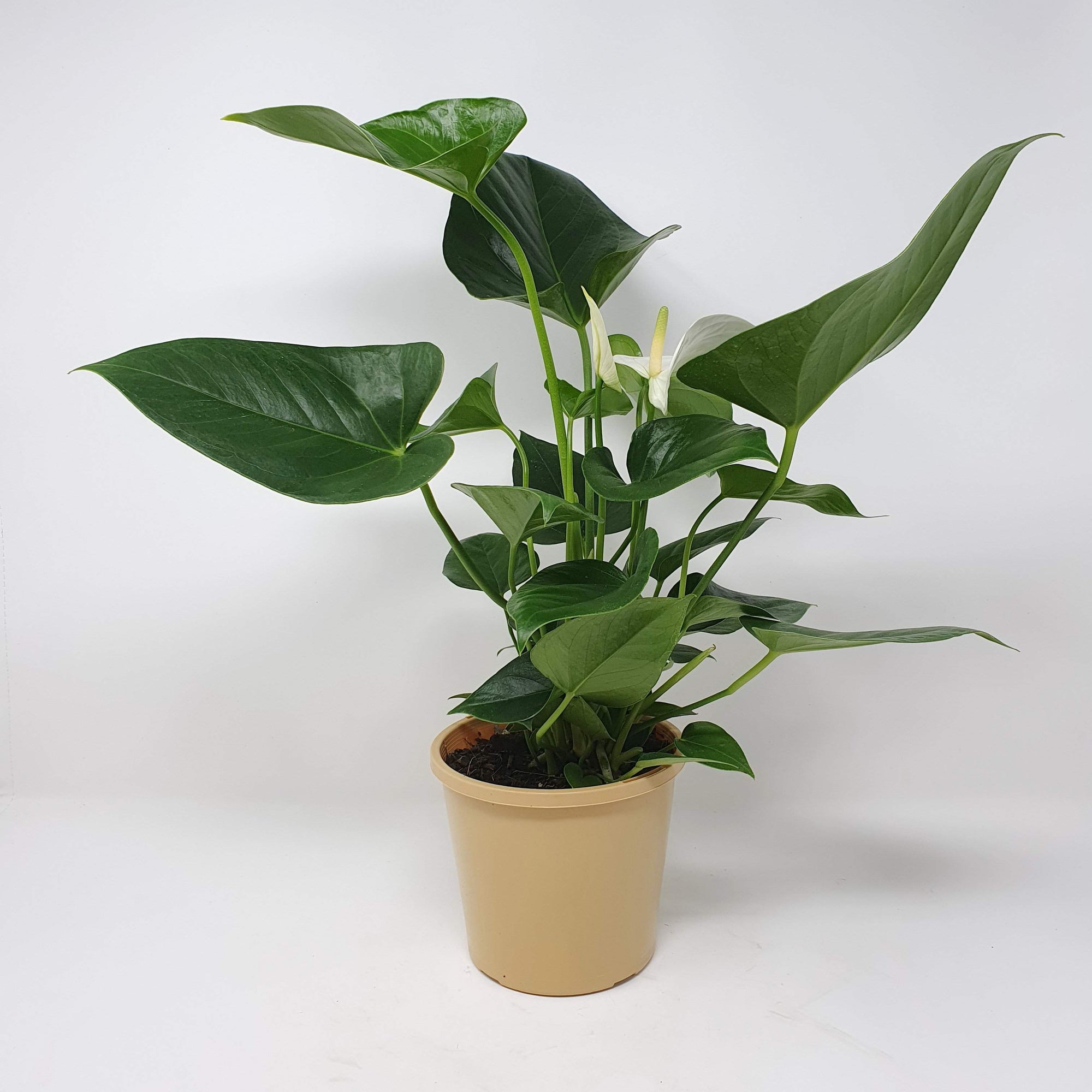 Anthurium - White heart Folia House