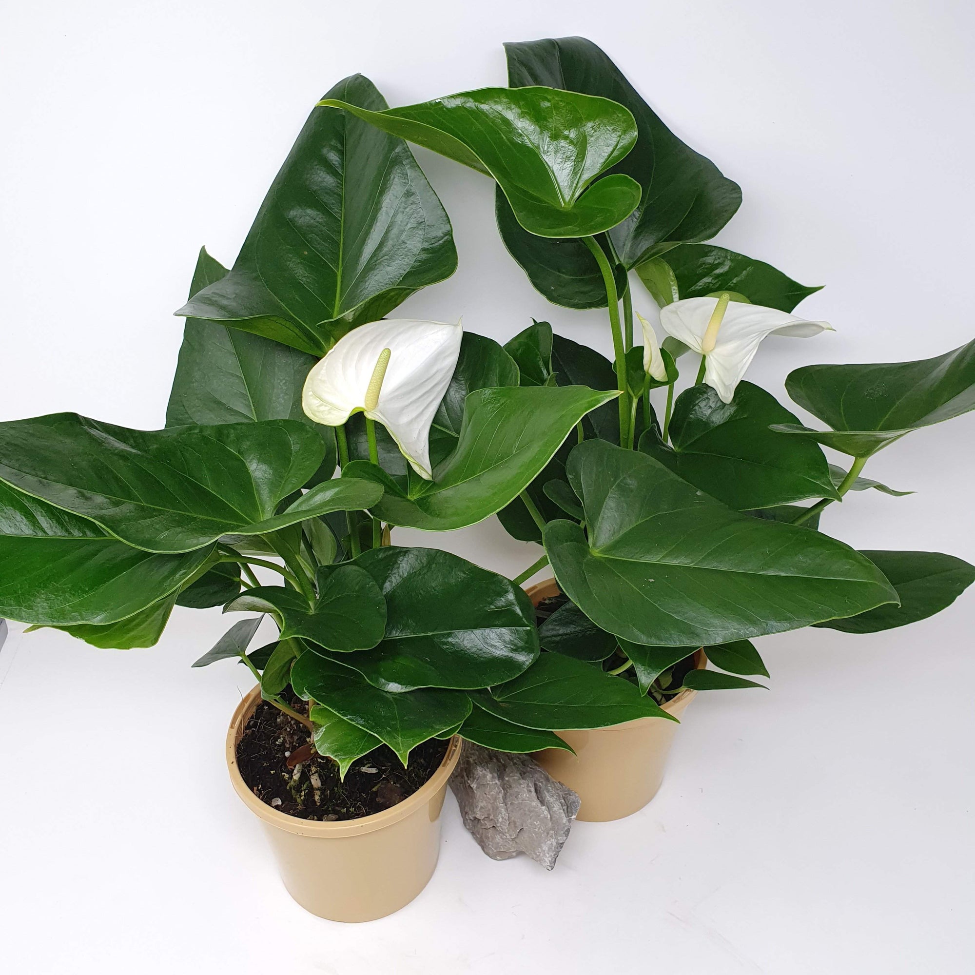 Anthurium - White heart Folia House