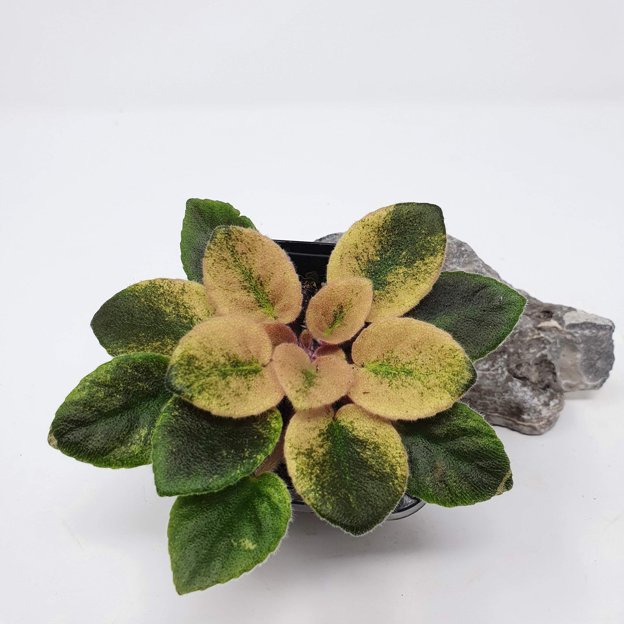 Baby Plant - African Violet Argyle Sock Folia House