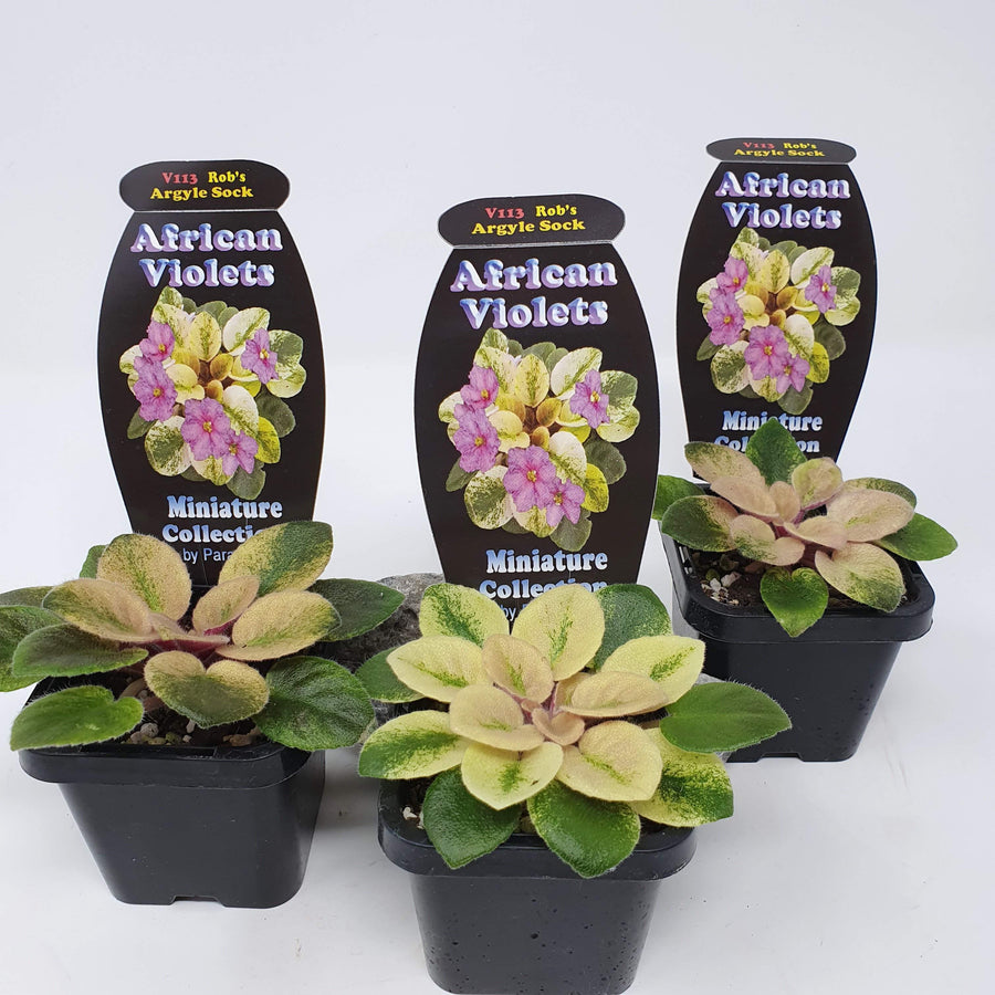 Baby Plant - African Violet Argyle Sock Folia House