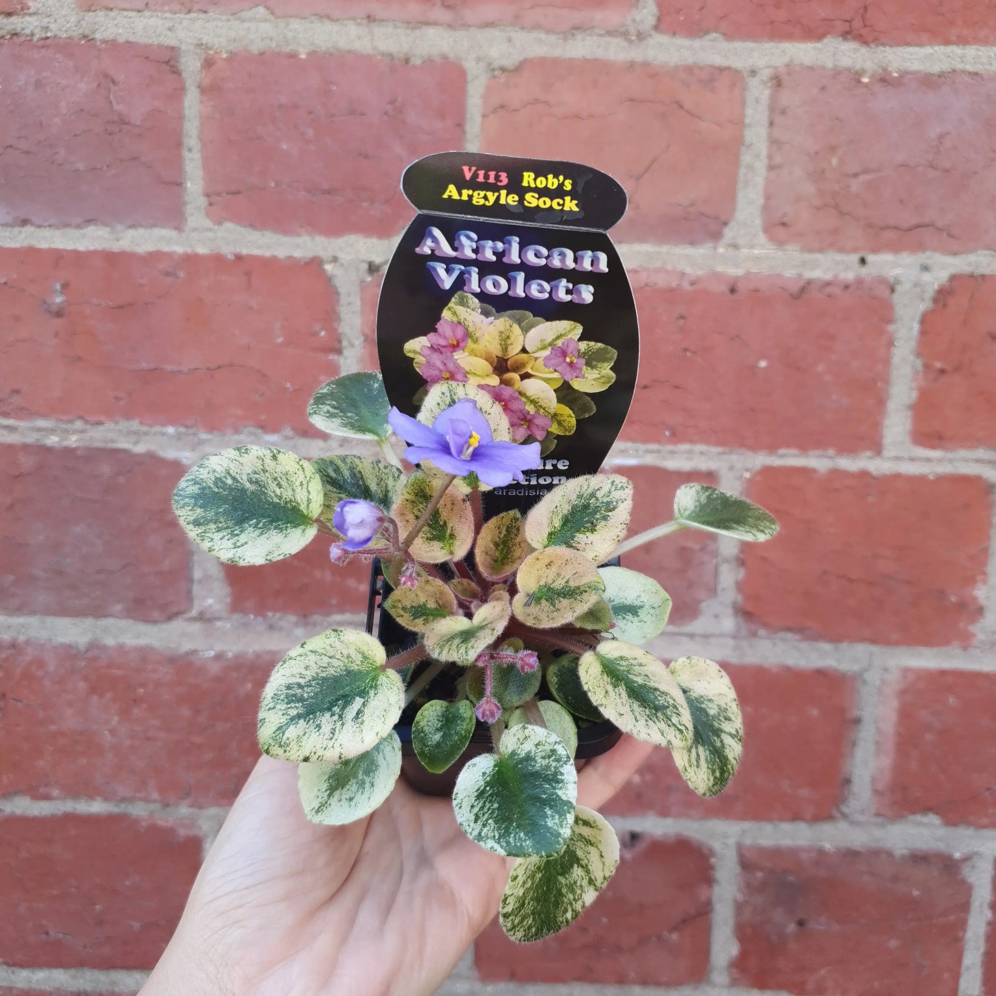 Baby Plant - African Violet Argyle Sock Folia House