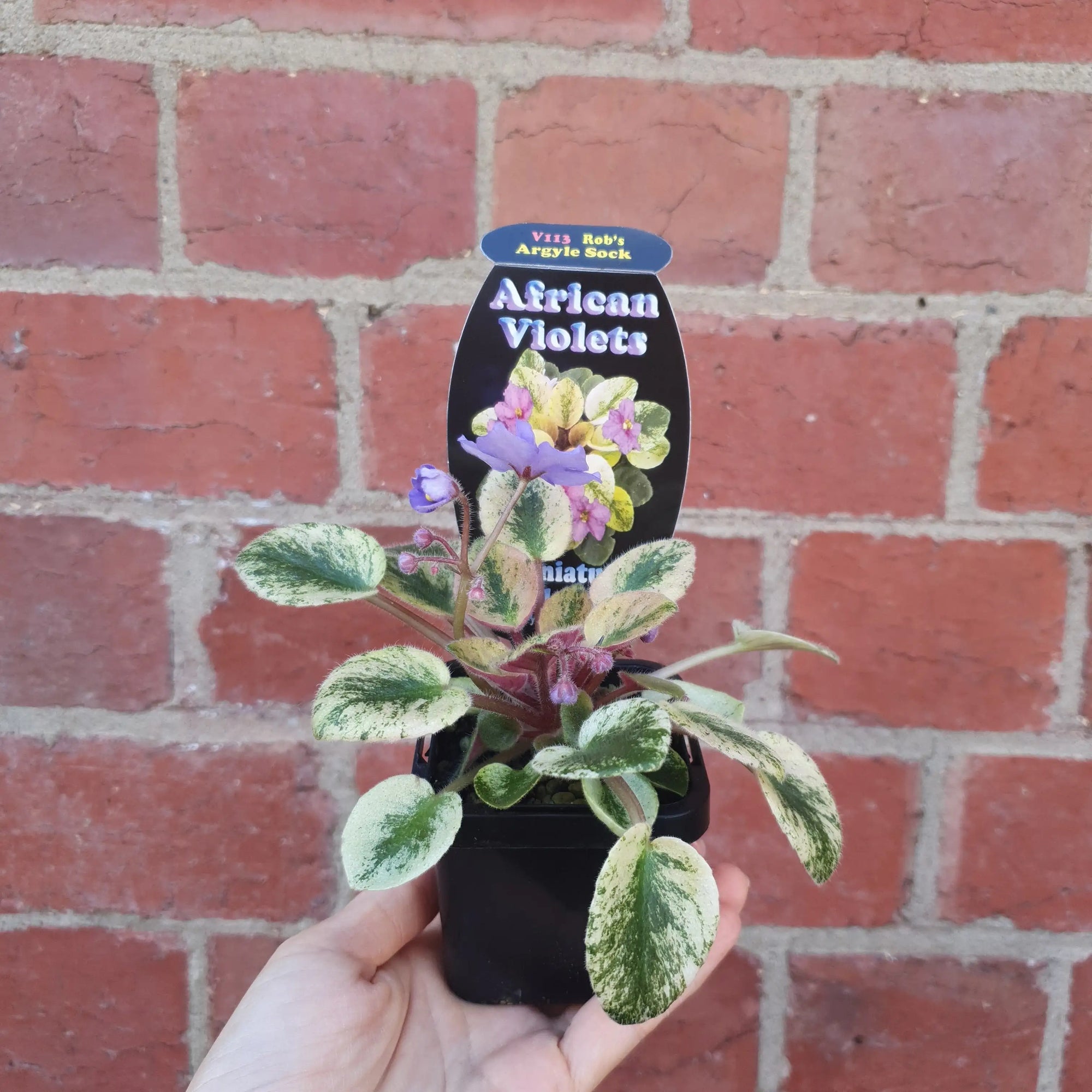 Baby Plant - African Violet Argyle Sock Folia House